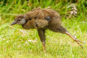 weka endemisk järnväg av ny zealand foto