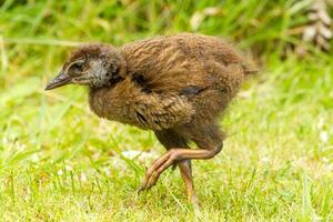 weka endemisk järnväg av ny zealand foto