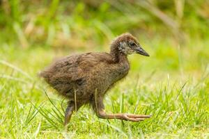 weka endemisk järnväg av ny zealand foto