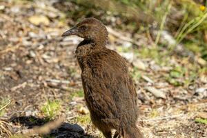 weka endemisk järnväg av ny zealand foto