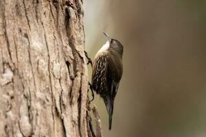 vitstrupig treecreeper i Australien foto