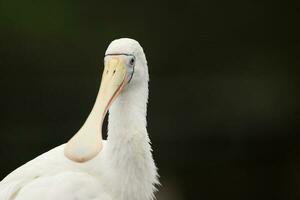 gulnäbbad spoonbill i Australien foto