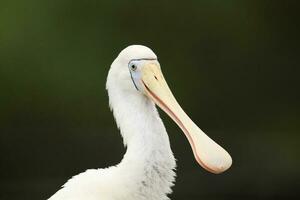 gulnäbbad spoonbill i Australien foto