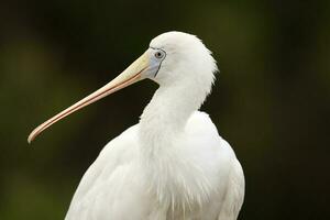 gulnäbbad spoonbill i Australien foto