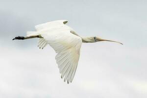 gulnäbbad spoonbill i Australien foto