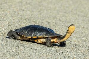 australier långhalsad sköldpadda foto