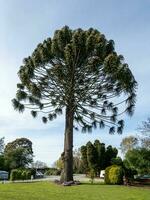 bunya träd i australasien foto