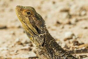 central skäggig drake i Australien foto