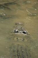 krokodil i Australien foto