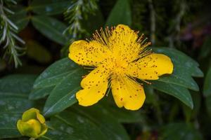 gul blomma närbild