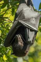 flygande räv frukt fladdermus foto