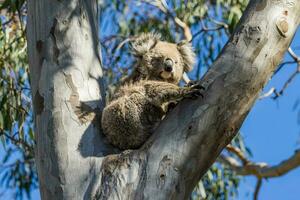 koala av Australien foto