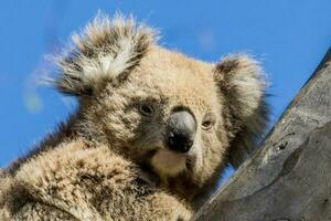 koala av Australien foto