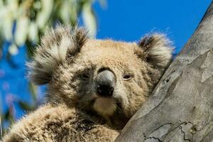 koala av Australien foto