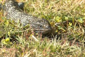 kungens skink av Australien foto