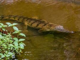 sötvatten krokodil i Australien foto