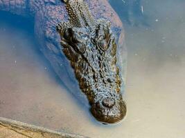 flodmynning krokodil i Australien foto
