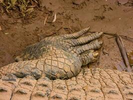 sötvatten krokodil i Australien foto