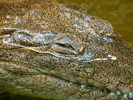 sötvatten krokodil i Australien foto
