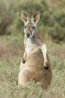 röd känguru i Australien foto