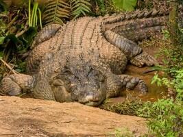 flodmynning krokodil i Australien foto