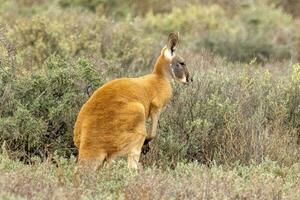 röd känguru i Australien foto