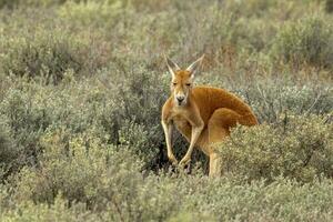 röd känguru i Australien foto