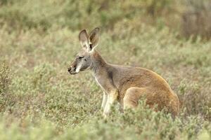 röd känguru i Australien foto