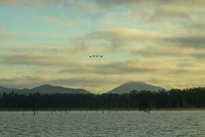 daintree flod, queensland, Australien foto