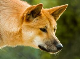 dingo hund i Australien foto