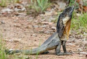 volanghalsad ödla i Australien foto