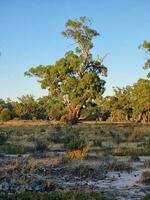 kiata campingplats, liten öken, Australien foto