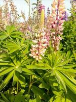 storbladig lupin i ny zealand foto