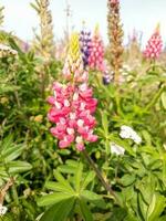 storbladig lupin i ny zealand foto