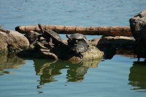 rödörad sköldpadda i Australien foto