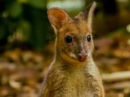 rödbent buskvallabyer i Australien foto