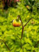 röd dhalia blomma foto