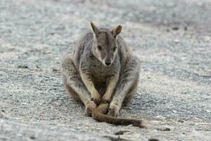 sten vallaby i Australien foto