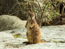 sten vallaby i Australien foto