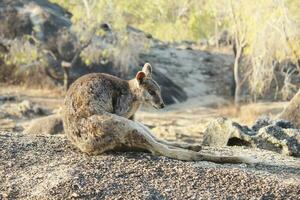 sten vallaby i Australien foto