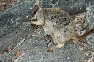 sten vallaby i Australien foto