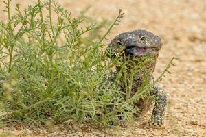 singelryggade eller blå tunga skink foto