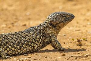 singelryggade eller blå tunga skink foto