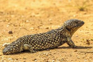 singelryggade eller blå tunga skink foto