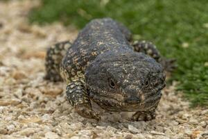 singelryggade eller blå tunga skink foto