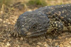 singelryggade eller blå tunga skink foto