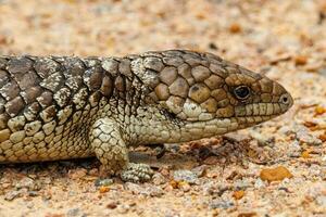 singelryggade eller blå tunga skink foto