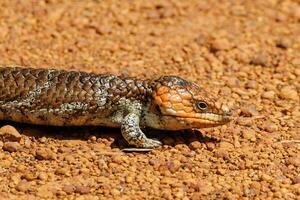 singelryggade eller blå tunga skink foto