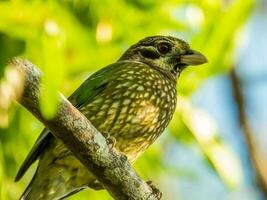 fick syn på catbird i Australien foto