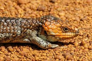 singelryggade eller blå tunga skink foto